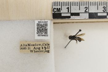 Media type: image;   Entomology 784822 Aspect: labels